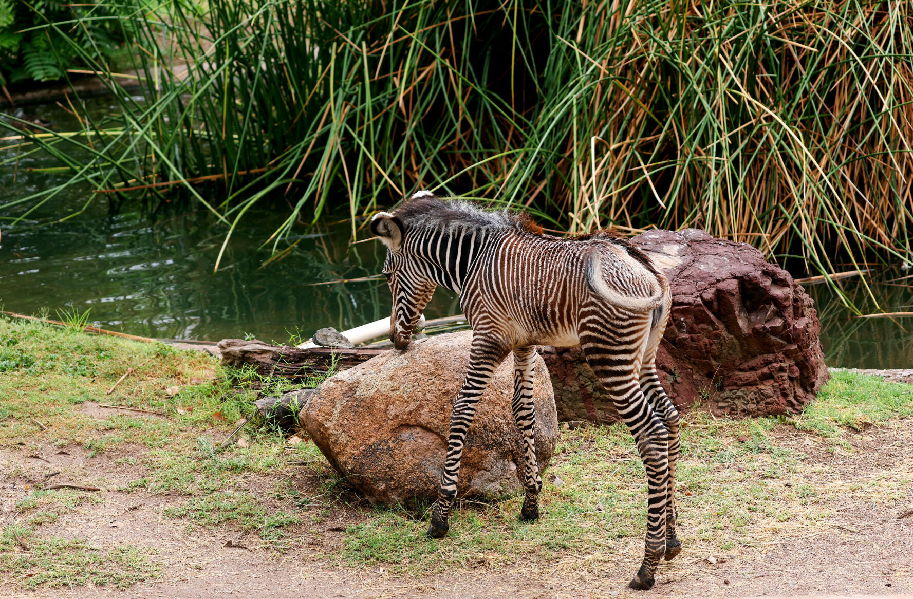 Zebra foal